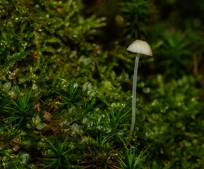small thin translucent creamy white mushroom in moss