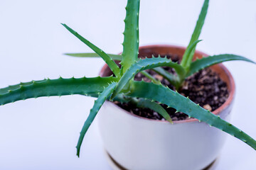 A potted aloe plant in close-up on a white background.