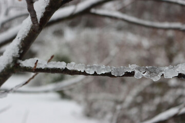 Close-up of rime on tree branches on winter season in the garden