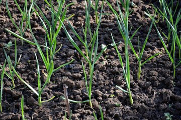 A garden bed with garlic bushes after watering. Water drops on the leaves. Young spicy bushes are grown in the garden.