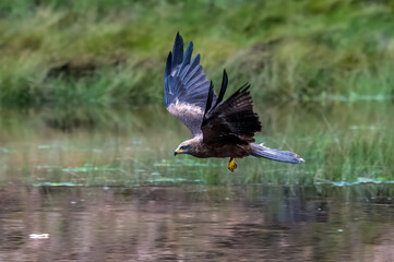 Red Kite head closeup (Milvus milvus)