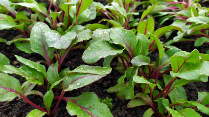 Beet seedlings grow in a greenhouse. Water drops on the leaves of seedlings close-up. Young plants are grown in a greenhouse.