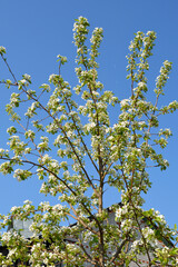 Blossoming of young pears in early spring. Fruit trees bloom in the garden. Nature awakening after a long winter. Pear flowers close up. Vertical photo.