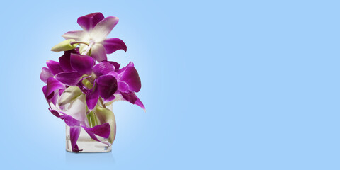 Front view violet and pink orchid flowers on water in small glass cup on blue background,copy space