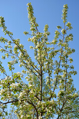 Blossoming of young pears in early spring. Nature awakening after a long winter. Pear flowers close up. Fruit trees bloom in the garden. Vertical photo.