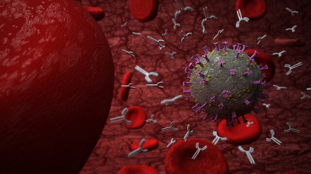 Antik&ouml;rper neutralisieren das Coronavirus