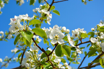 Flowering pears in early spring. Fruit trees bloom in the garden. Nature awakening after a long winter. Pear flowers close up.