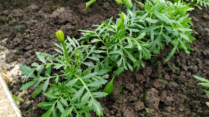 Seedling with water drops on the leaves close-up. Young plants are grown in a greenhouse. Flowers and berries in the form of seedlings grow in a greenhouse.
