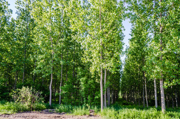 A young forest of poplar trees on the banks of the Danube River in Petrovaradin near Novi Sad, Serbia