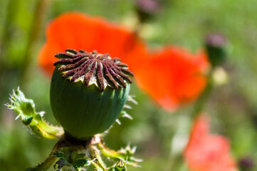 Large unripe poppy heads in early spring on a warm sunny day, bright beautiful background.