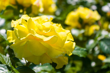 Colorful lovely rose flower close-up, early spring on a warm sunny day, bright beautiful background.
