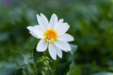 flower in garden