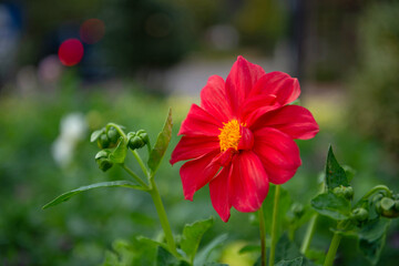 flower in garden