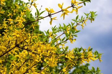 A large bush of bright yellow flowers of the Forsythia plant, Easter tree, in the park on a sunny day in early spring, a beautiful floral background.