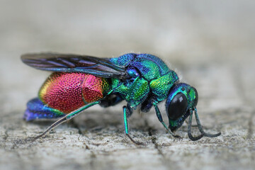Closeup of a colorful Stilbum cyanurum wasp from Gard, France