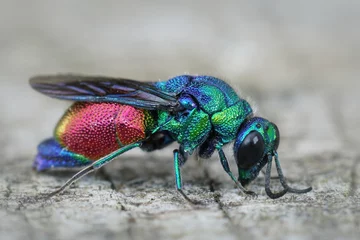 Foto op Plexiglas Closeup of a colorful Stilbum cyanurum wasp from Gard, France © Henk Wallays/Wirestock