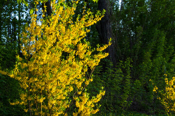 A large bush of bright yellow flowers of the Forsythia plant, Easter tree, in the park on a sunny day in early spring, a beautiful floral background.