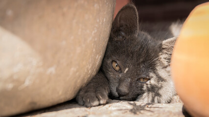 Dirty gray kitten, playing in a narrow place.