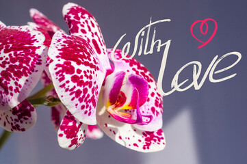 Holiday card - blooming multicolored orchids, holiday greetings, handwritten inscription with a brush, greeting lettering.