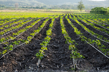 Obraz premium Conventional Horizontal Farming: Planting Vegetables in Long Rows