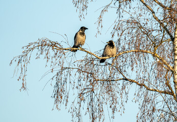 Two hooded crows resting in a tree on a cold winters morning.