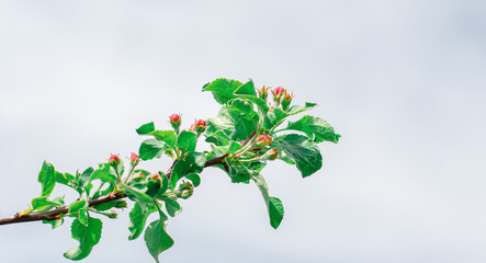 A branch of a blooming apple tree with buds on the background of a blue sky. Natural background, spring concert. Banner.
