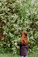 A little girl 6 years old with long hair standing from the back in the garden, sniffing the white flowers of bird cherry. Spring bloom concept.