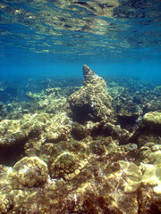                   underwater coral reef , caribbean sea Venezuela       