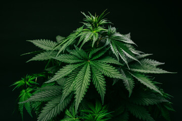 indica cannabis medicinal marijuana weed farm plant