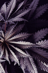 purple marijuana medical bush cannabis plant
