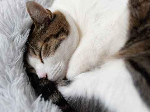 眠る猫　キジトラ猫