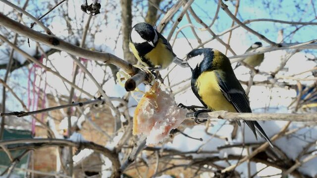 Hungry birds, Great tit or parus major, are pecking lard which hangs from branch in garden or backyard. Feeding birds on wintertime. Close-up.