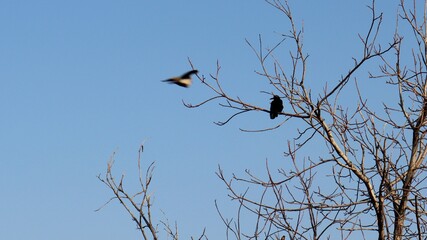 bird on a tree