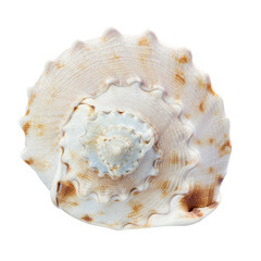 Seashell isolated on white background