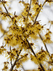 Hamamelis mollis | Hamamélis de Chine ou hamamélis mou