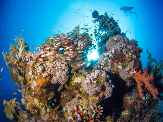 Fototapeta na wymiar Schooling Golden sweeper around coral bommie (Ras Mohammed, Sharm El Sheikh, Red Sea, Egypt)