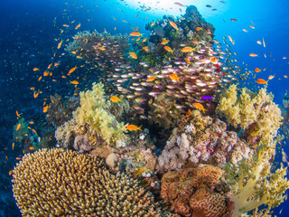Coral bommie with schooling reef fish (Ras Mohammed, Sharm El Sheikh, Red Sea, Egypt)