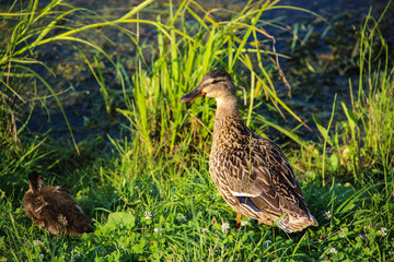 duck and ducklings
