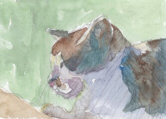 cat watercolor sketch painting