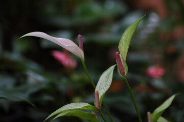 White anthurium flowers in the garden