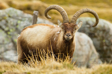 Capra pyrenaica, Iberian ibex, goat with large horns grazing, selective focus