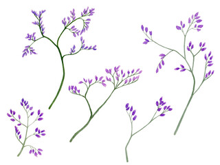 Watercolor illustration of violet little flowers on branches for beautiful design on white isolated background. Watercolor limonium, vintage style.