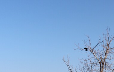 Crow