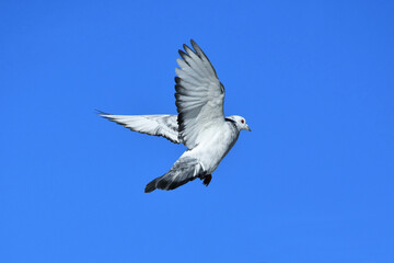 Eine Taube im Flug vor tiefblauem Himmel (Großaufnahme)