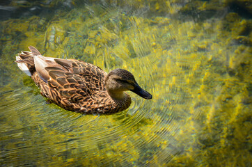 duck on the water