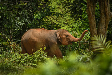 Fototapeta na wymiar Asian Elephant - Elephas maximus, young asian elephant, iconic mammal from Asia, Thailand.
