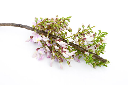 Gliricidia sepium (Mata Raton) flower on white background.