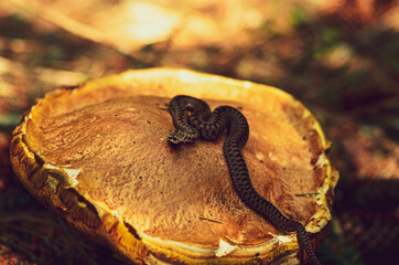 viper on the mushroom