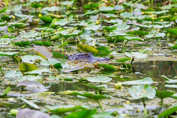 Alligator