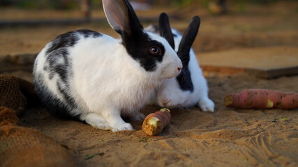 Rabbit eating sweet potato with careful position. Domestic pet animal concept.